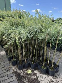 Tarka levelű japán fűz  SALIX INTEGRA HAKURO-NISHIKI T90 K5
