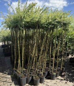 Tarka levelű japán fűz  SALIX INTEGRA HAKURO-NISHIKI T150 K5