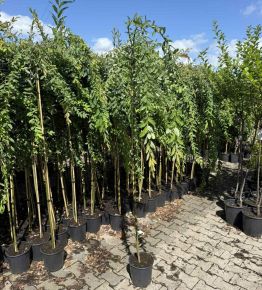 Csüngő barkafűz    SALIX INTEGRA PENDULA T150 K5