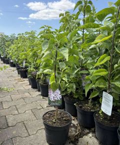 Közönséges orgona    SYRINGA VULGARIS KRASAWICA MOSKWY K2