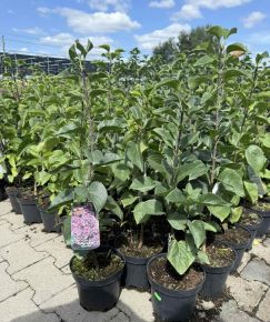 Közönséges orgona    SYRINGA VULGARIS SENSATION K2