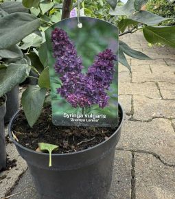 Közönséges orgona    SYRINGA VULGARIS ZNAMYA LENINA K2