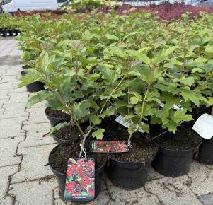 Kánya bangita  VIBURNUM OPULUS COMPACTUM K2