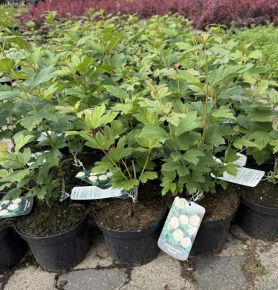 Labdarózsa  VIBURNUM OPULUS ROSEUM K2