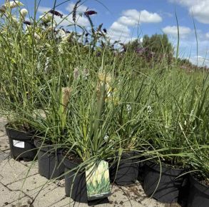 Törpe pampafű  CORTADERIA SELLOANA TINY PAMPA K3