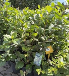 Nero fekete berkenye ARONIA PRUNIFOLIA NERO K2