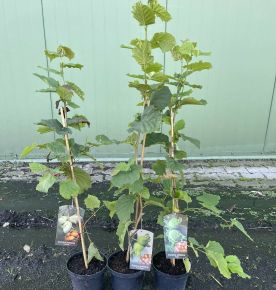 Katalonski mogyoró  CORYLUS AVELLANA KATALONSKI K3
