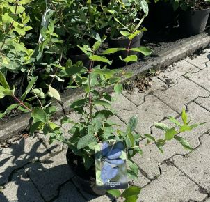 Sinoglaska mézbogyó   LONICERA ORIENTALIS DUET K2