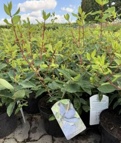 Sinoglaska mézbogyó   LONICERA ORIENTALIS SINOGLASKA K2