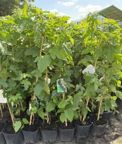 Fekete eperfa  MORUS NIGRA K3