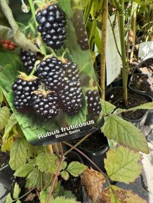 Tüskétlen szeder  RUBUS FRUTICOSA BLACK SATIN K2