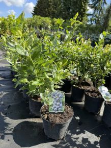kék áfonya VACCINIUM CORYMBOSUM DUKE K2