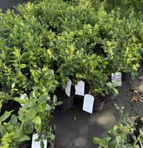 kék áfonya VACCINIUM CORYMBOSUM NELSON K3