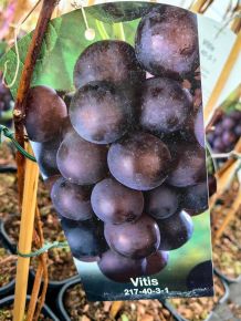 Csemegeszőlő   VITIS VINIFERA 217-40-3-1(KÜLÖNLEGES CSEMEGE) K2
