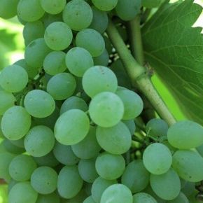 csemegeszőlő  VITIS VINIFERA A 1004 (KÜLÖNLEGES CSEMEGE) K2