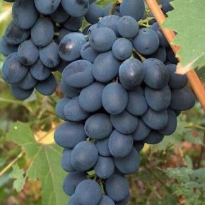 Csemegeszőlő  VITIS VINIFERA ALDEN (KÜLÖNLEGES CSEMEGE) K2