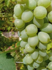 csemegeszőlő  VITIS VINIFERA BALIET (KÜLÖNLEGES CSEMEGE) K2