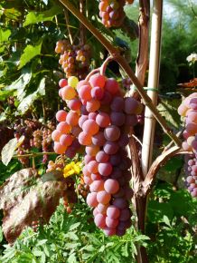 Csemegeszőlő  VITIS VINIFERA CANADICE (KÜLÖNLEGES CSEMEGE) K2
