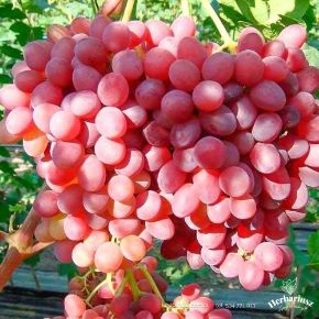 Csemegeszőlő VITIS VINIFERA EINSET SEEDLESS (KÜLÖNLEGES CSEMEGE) K2