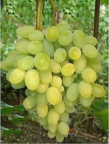 Csemegeszőlő   VITIS VINIFERA JUNIOR (KÜLÖNLEGES CSEMEGE) K2