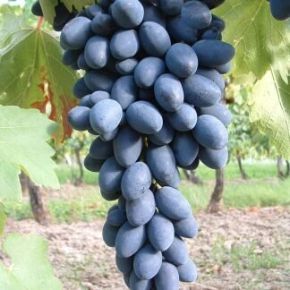 Csemegeszőlő VITIS VINIFERA KODRIANKA (KÜLÖNLEGES CSEMEGE) K2