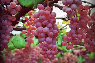 Csemegeszőlő VITIS VINIFERA SWENSON RED (KÜLÖNLEGES CSEMEGE) K2