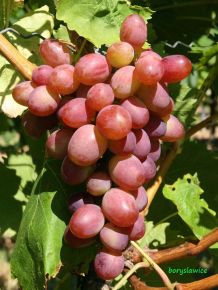 Csemegeszőlő VITIS VINIFERA WIKTORIA 5 (KÜLÖNLEGES CSEMEGE) K2