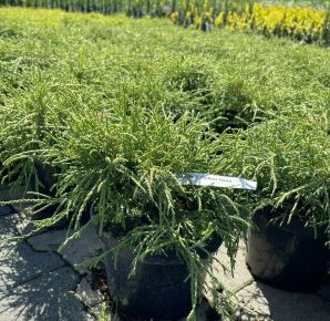 Szavára álciprus  CHAMAECYPARIS PISIFERA FILIFERA K2