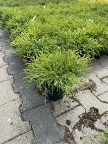 Szavára álciprus  CHAMAECYPARIS PISIFERA GOLDEN MOP K2