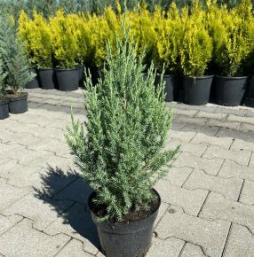 Kínai boróka    JUNIPERUS CHINENSIS STRICTA K3