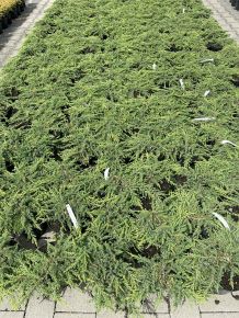 Közönséges boróka     JUNIPERUS COMMUNIS GREEN CARPET K2