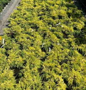 Henye boróka    JUNIPERUS MEDIA GOLD STAR K2