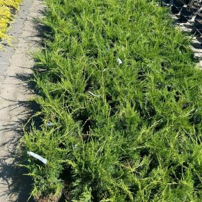 Terülő boróka  JUNIPERUS MEDIA MINT JULEP K2