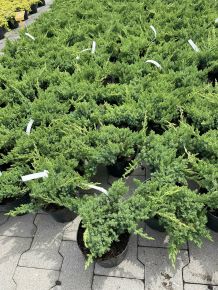Japán törpeboróka    JUNIPERUS PROCUMBENS NANA K2