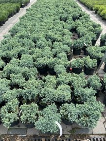 Himalájai törpe boróka   JUNIPERUS SQUAMATA BLUE STAR K2