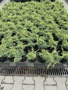Himalájai törpeboróka  JUNIPERUS SQUAMATA HOLGER K2