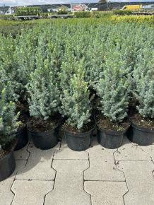 Kék cukorsüvegfenyő PICEA GLAUCA SANDER'S BLUE K2