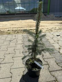 Ezüstfenyő PICEA PUNGENS GLAUCA KAIBAB K3