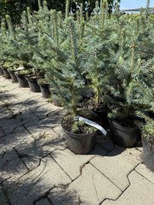 Ezüstfenyő PICEA PUNGENS SUPER BLUE SEEDLING K3