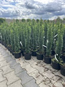 Oszlopos tiszafa    TAXUS BACCATA FASTIGIATA ROBUSTA K2