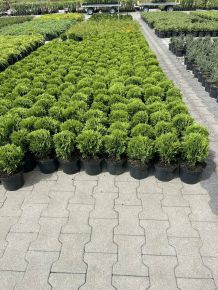 Gömbtuja THUJA OCCIDENTALIS DANICA K2