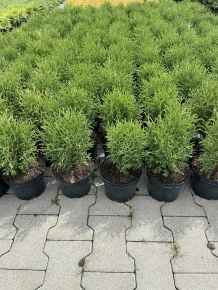 Gömbtuja  THUJA OCCIDENTALIS HOSERI K2