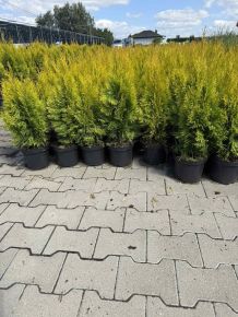 Arany smaragd tuja THUJA OCCIDENTALIS GOLDEN SMARAGD K2