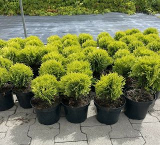 Törpe arany gömb tuja   THUJA OCCIDENTALIS MIRJAM K2