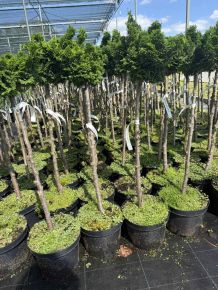Hinoki hamisciprus    CHAMAECYPARIS OBTUSA NANA GRACILIS TÖRZSES K3