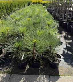 Sárgafenyő törpe PINUS JEFFREYI JOPPI K3