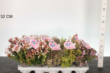 Nagyvirágú tárnicslonc    ABELIA GRANDIFLORA 20/30 CS11