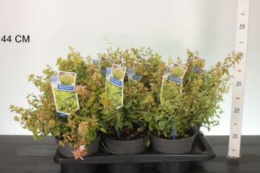 Nagyvirágú tárnicslonc     ABELIA GRANDIFLORA HAPPY DAYDREAM 20/25 CS17