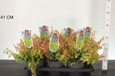 Nagyvirágú tárnicslonc     ABELIA GRANDIFLORA KALEIDOSCHOPE 20/25 CS17