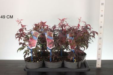 Japán juhar   ACER PALMATUM ATROPURPUREUM 30/40 CS17